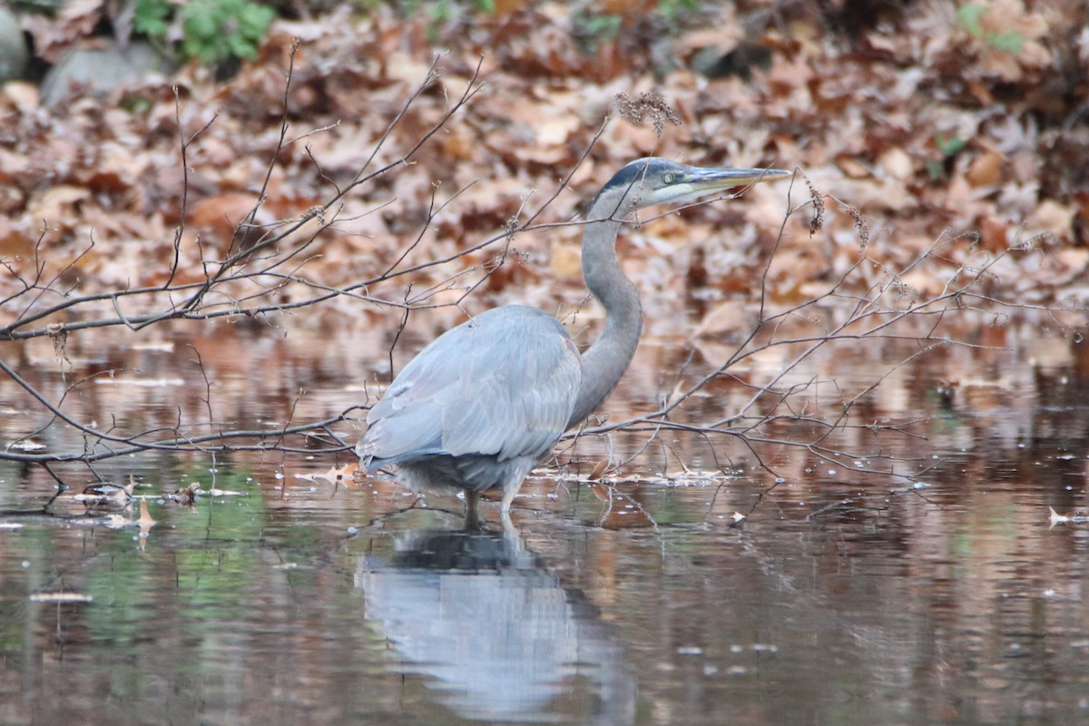 Great Blue Heron - ML282060441