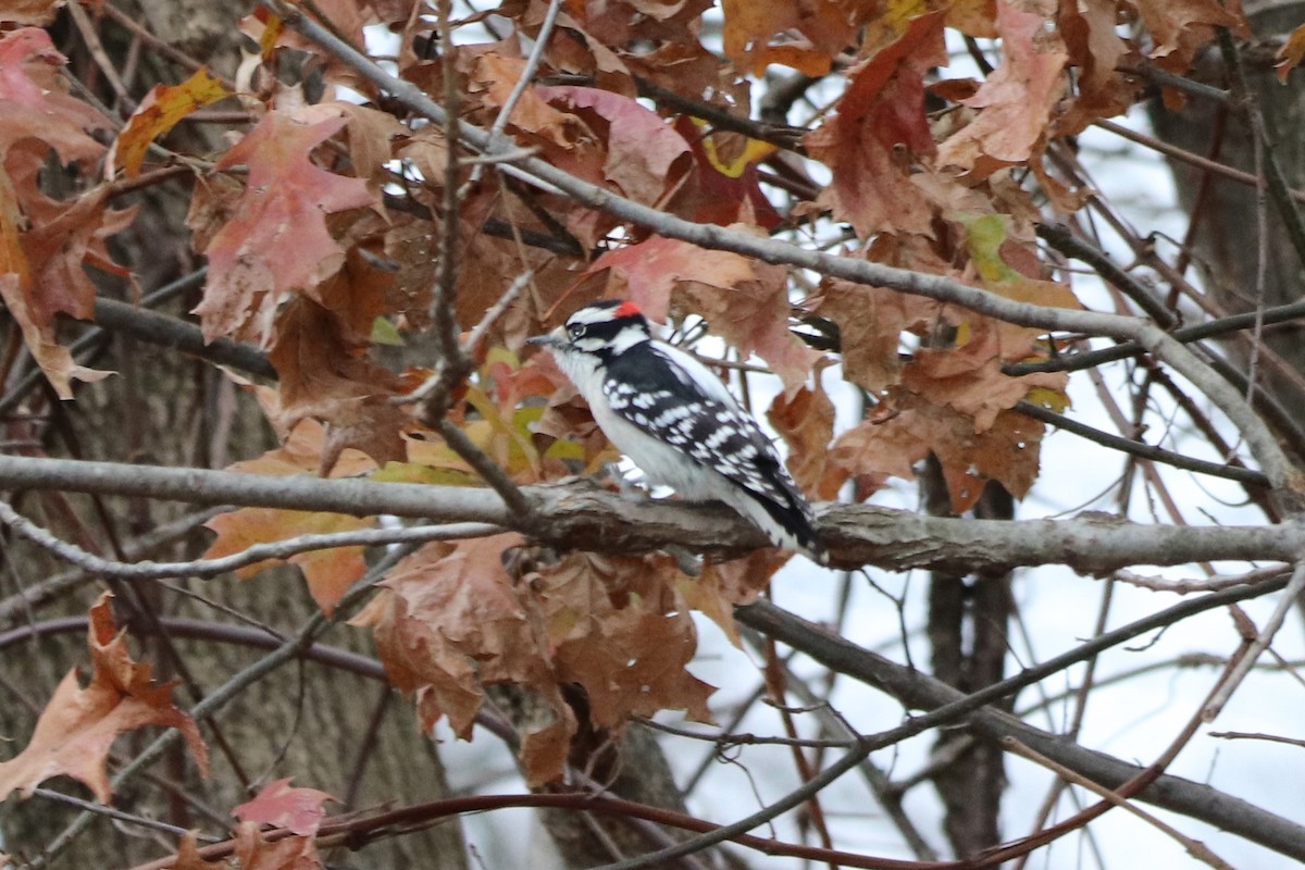 Hairy Woodpecker - ML282060541