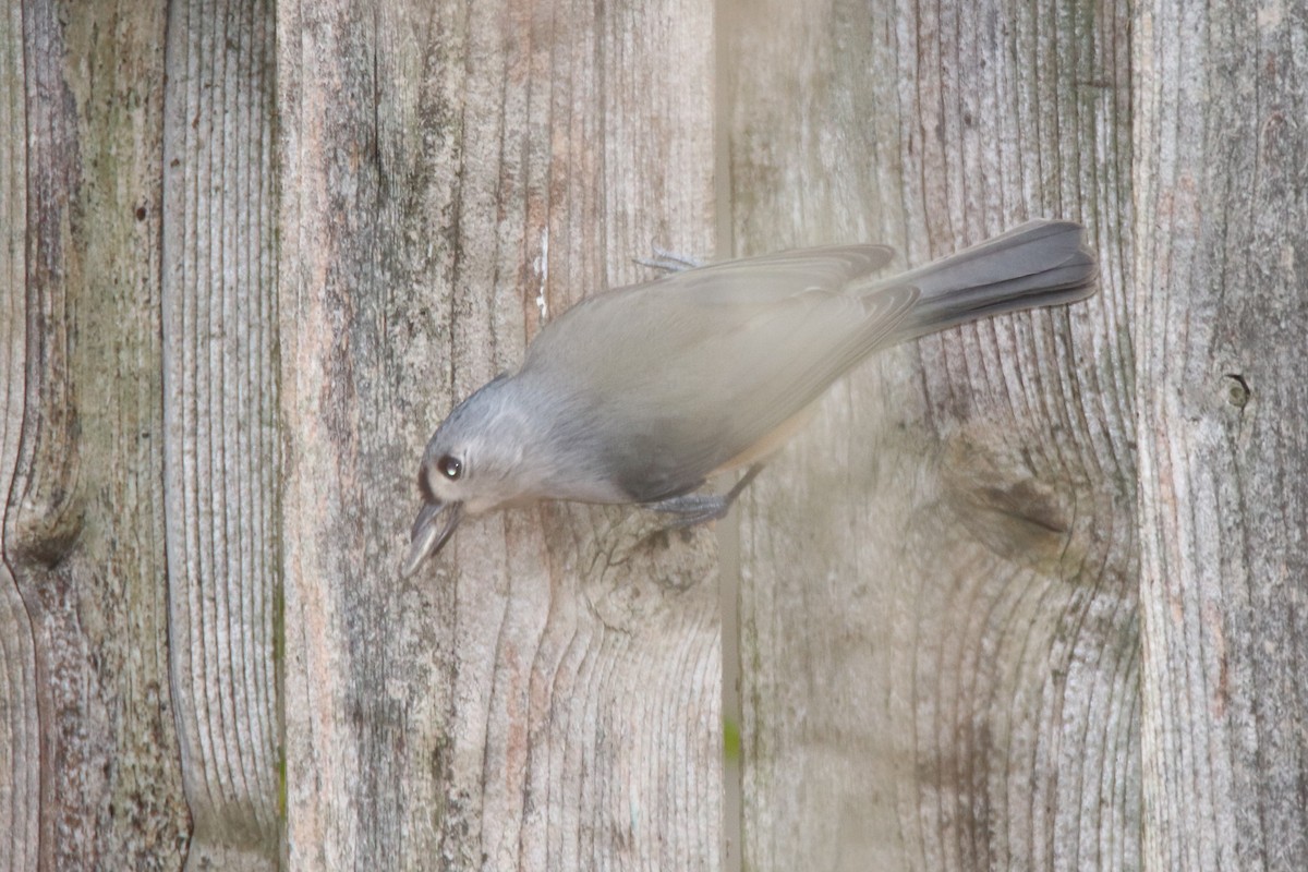 Tufted Titmouse - ML282060621