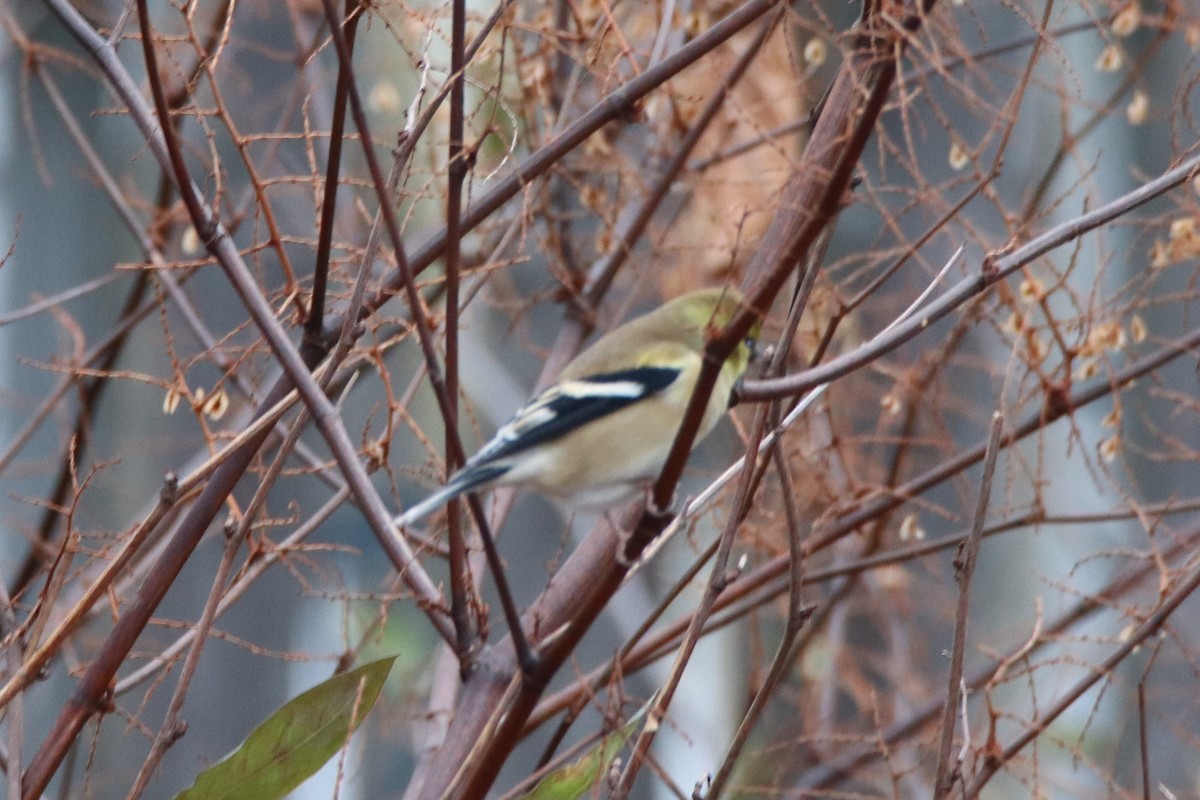 American Goldfinch - ML282060641