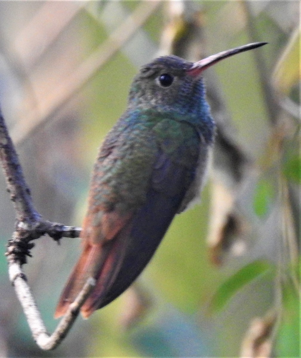 Buff-bellied Hummingbird - Eric Haskell