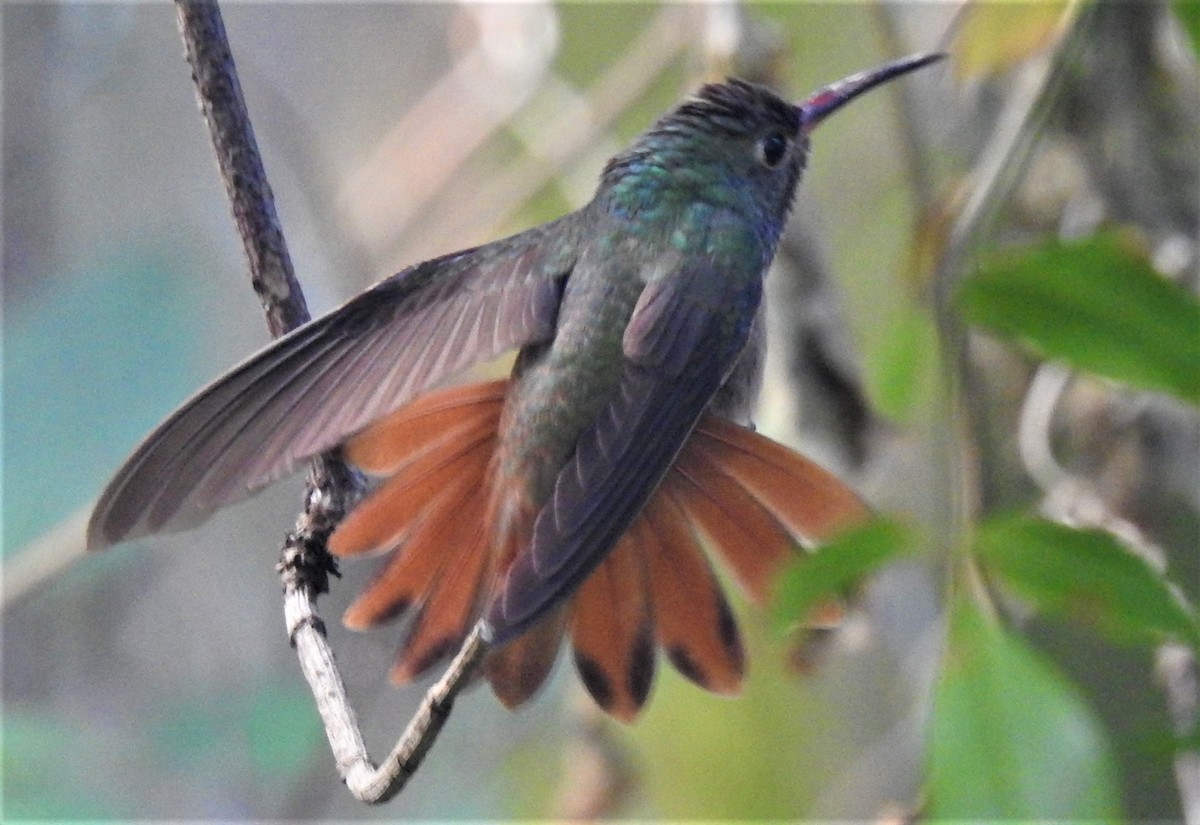 Buff-bellied Hummingbird - Eric Haskell