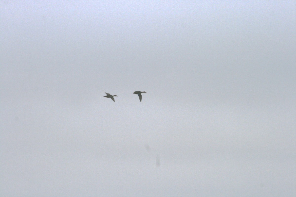 American Black Duck - ML282061371