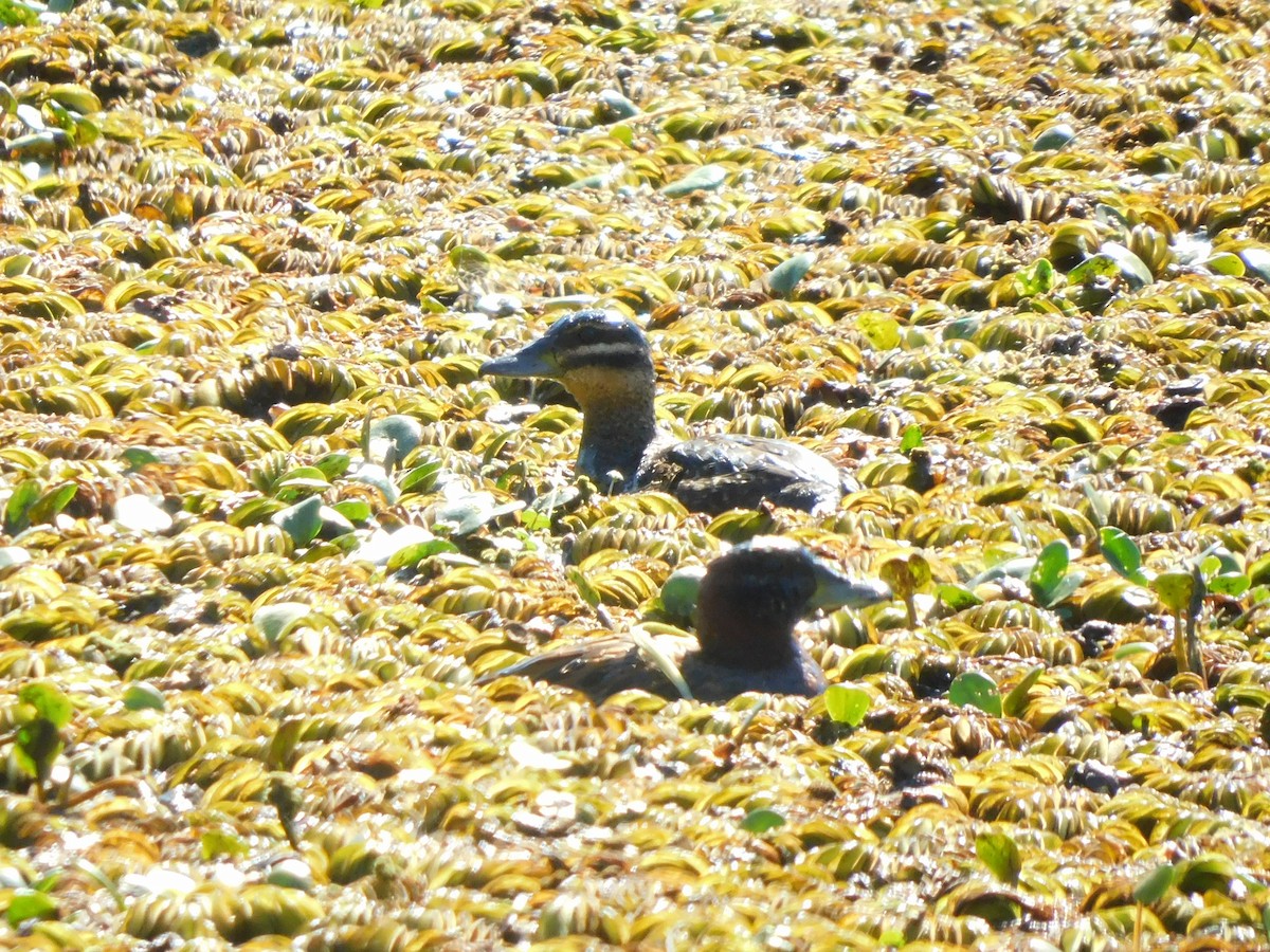 Masked Duck - Pedro Maldini