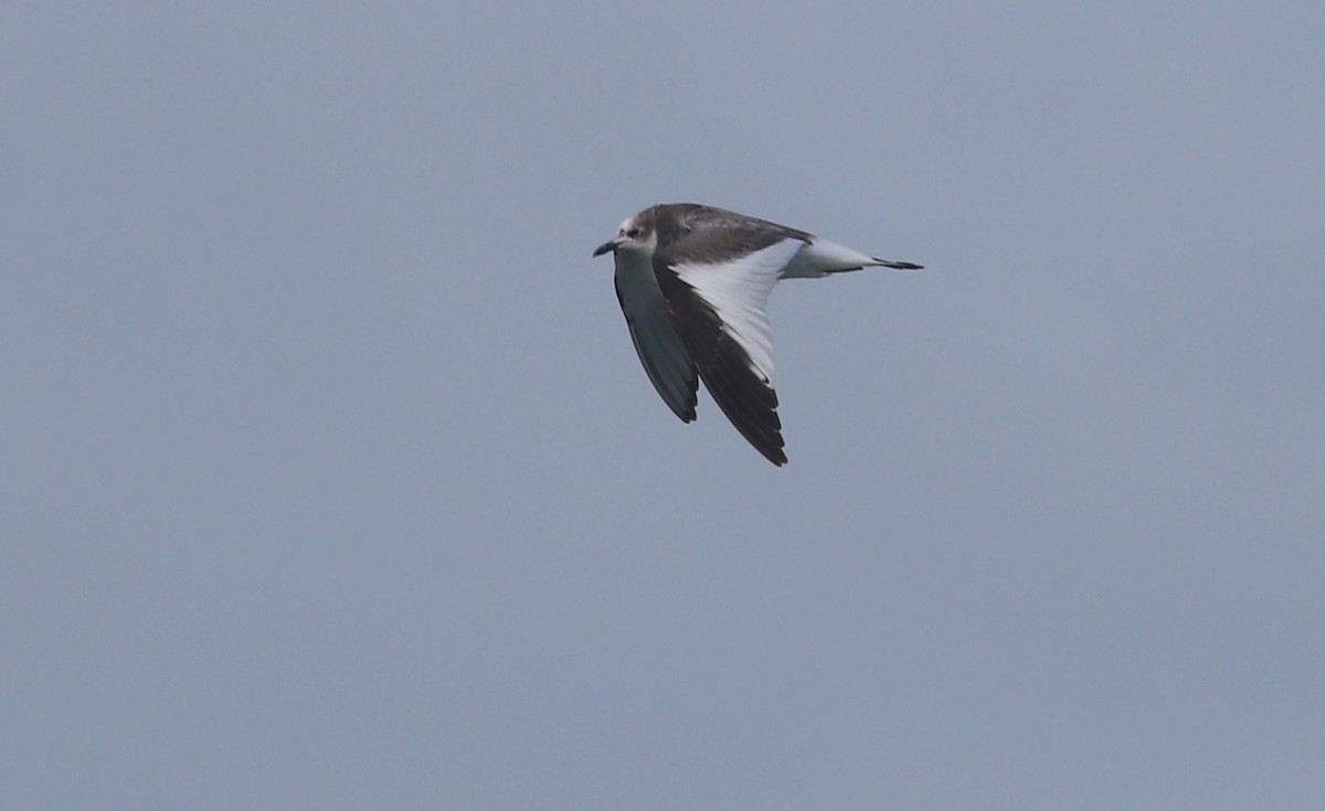 Sabine's Gull - Gary Leavens