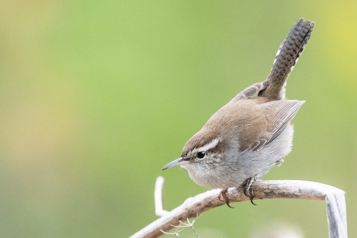 Bewick's Wren - ML282064841