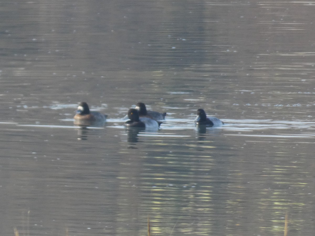 Lesser Scaup - ML282065371