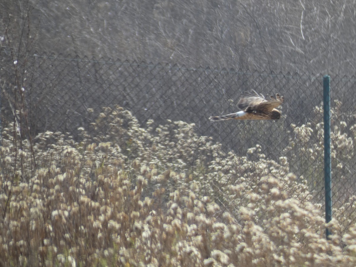 Northern Harrier - Gerry and Linda Baade