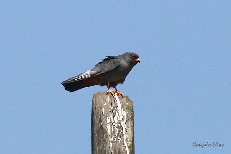 Red-footed Falcon - Gonçalo Elias