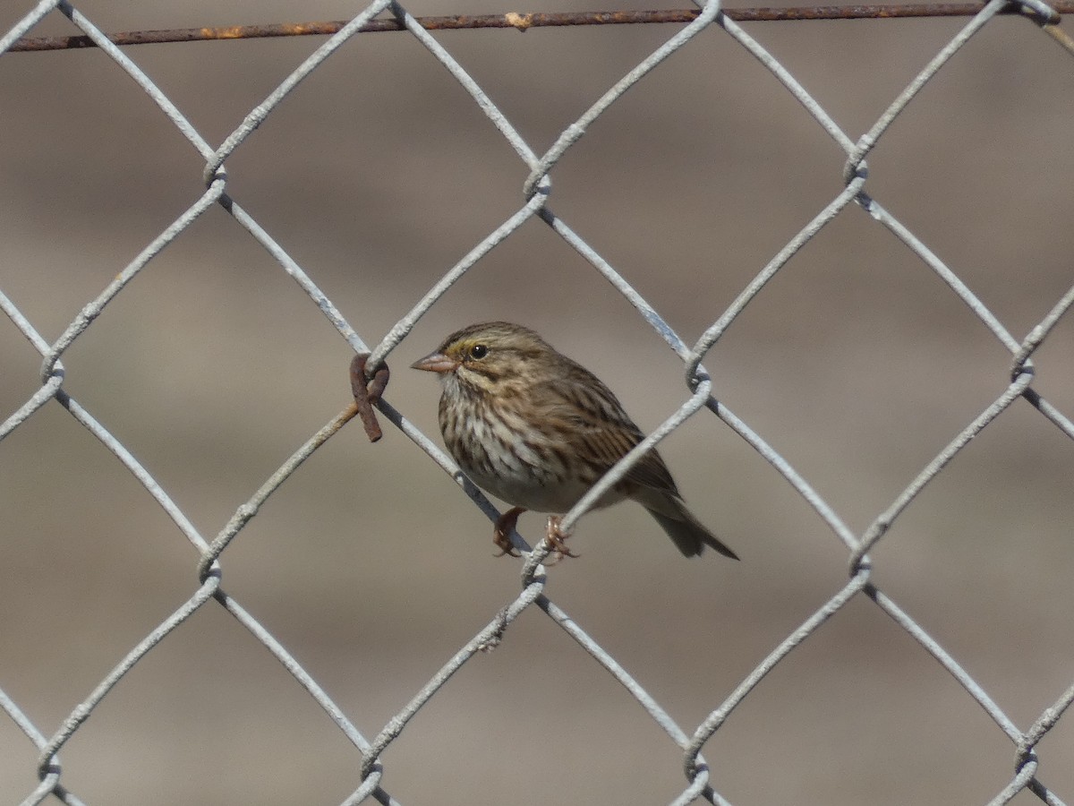 Savannah Sparrow - Gerry and Linda Baade