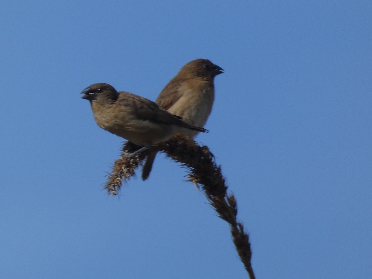 Scaly-breasted Munia - Gerry and Linda Baade