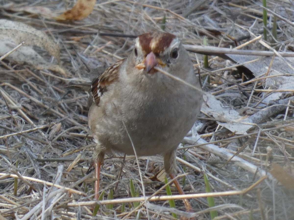 White-crowned Sparrow - ML282066991