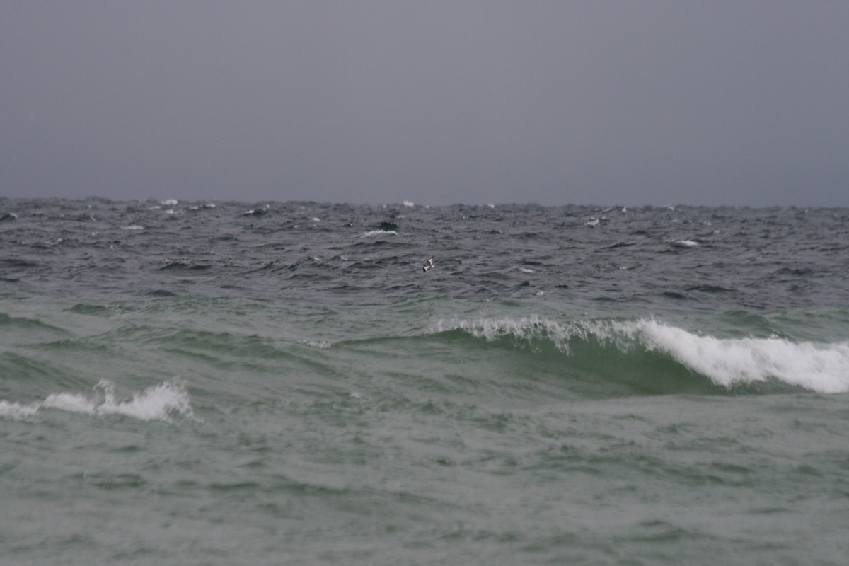 Sabine's Gull - ML282067011