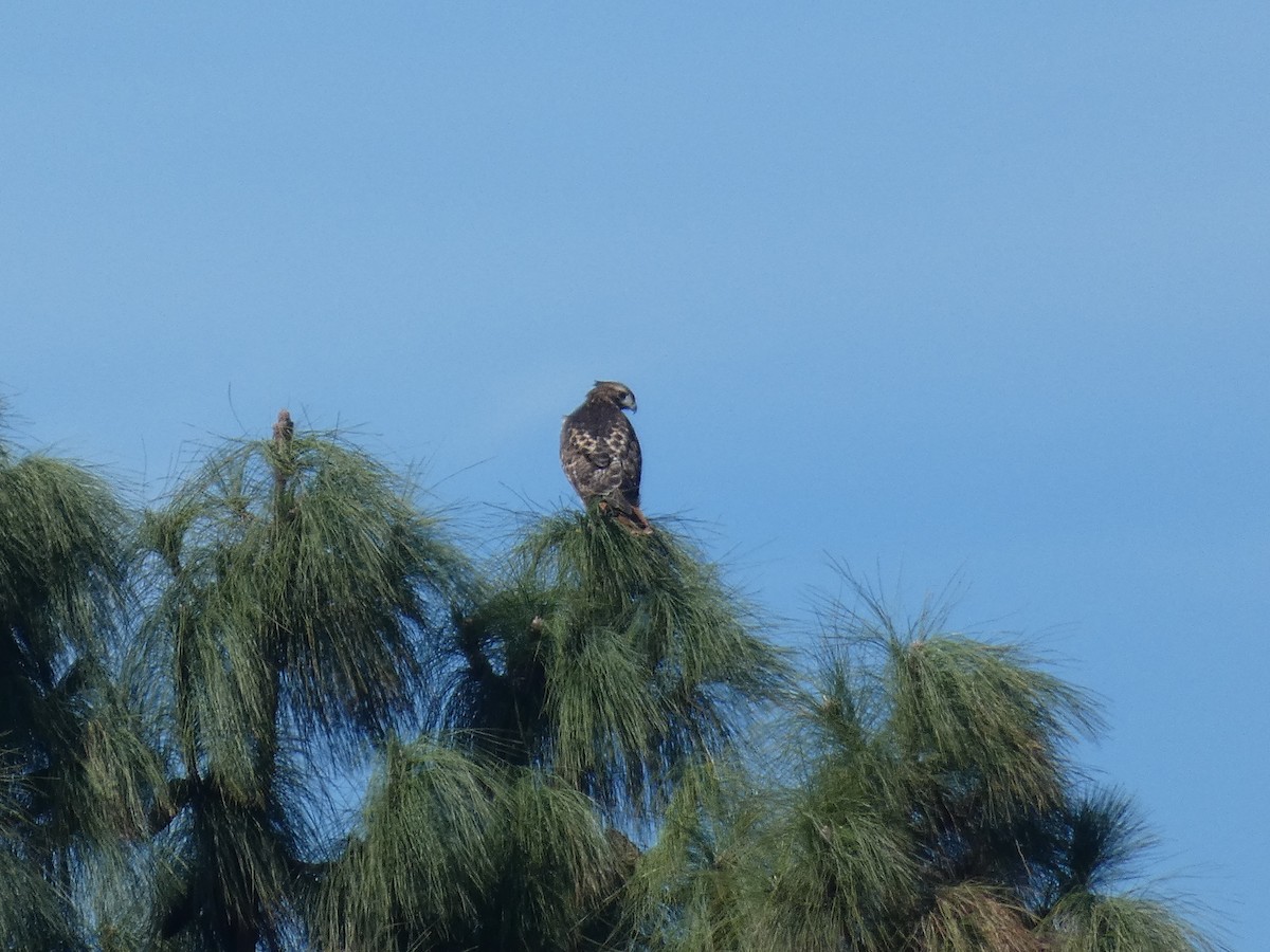 Red-tailed Hawk - ML282067311