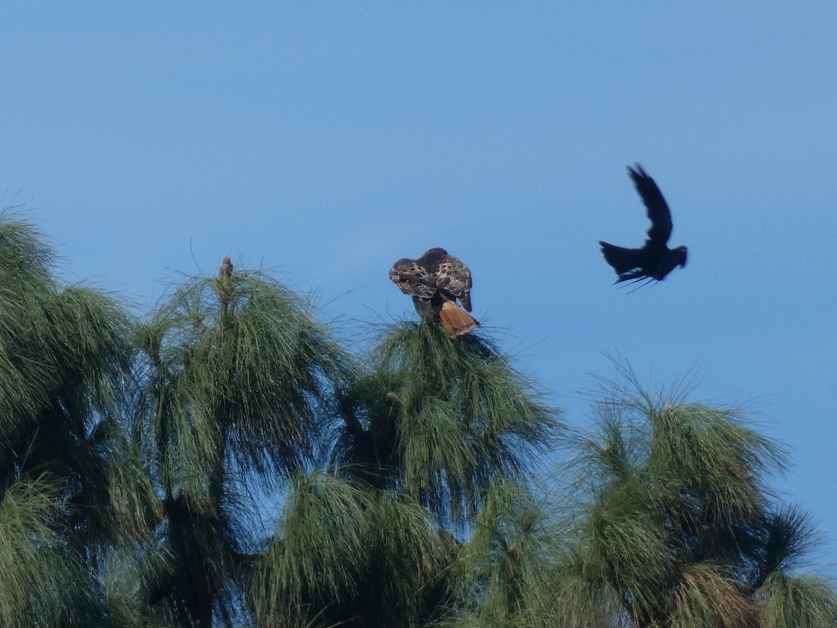 Red-tailed Hawk - ML282067411