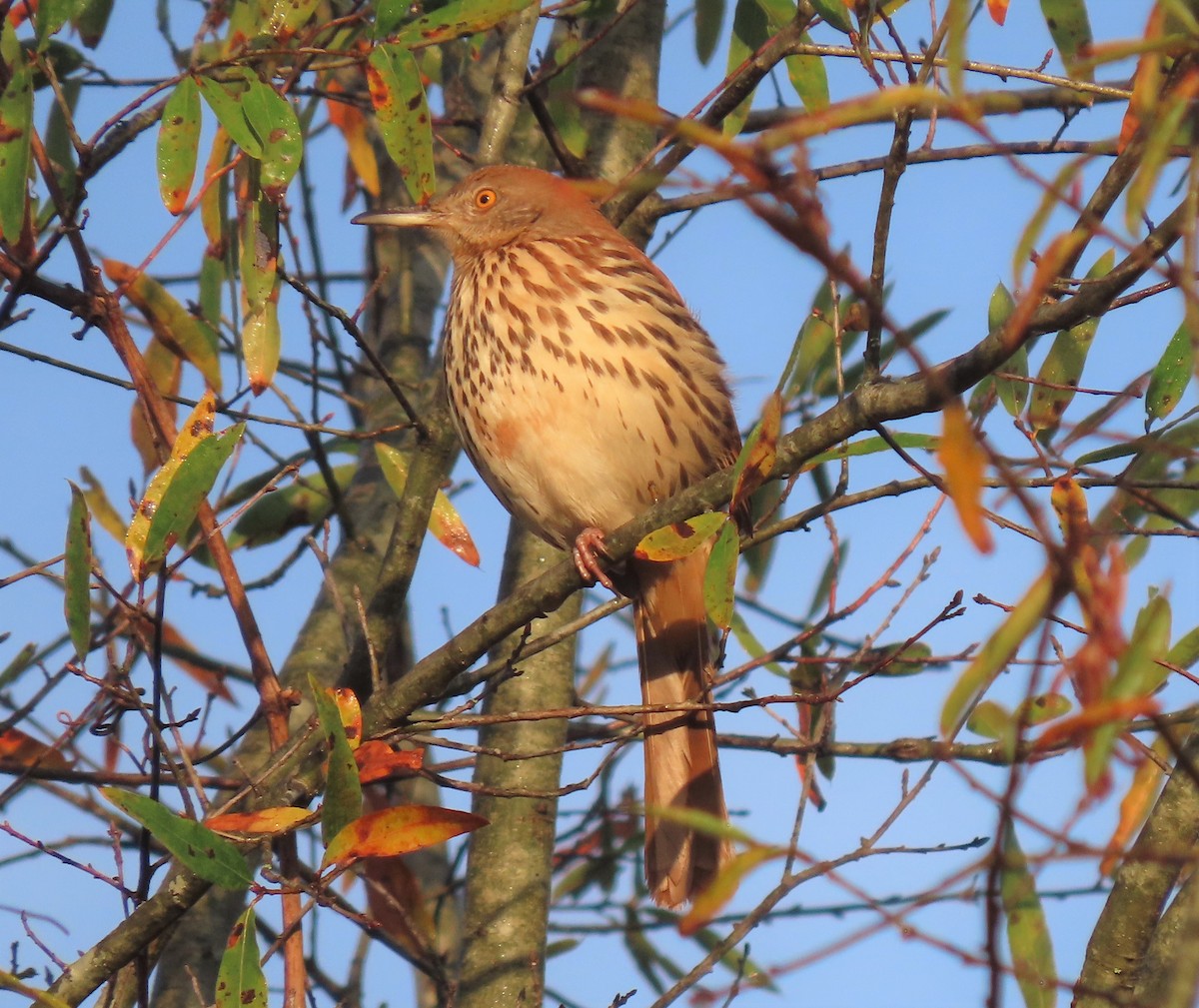 Brown Thrasher - ML282067471