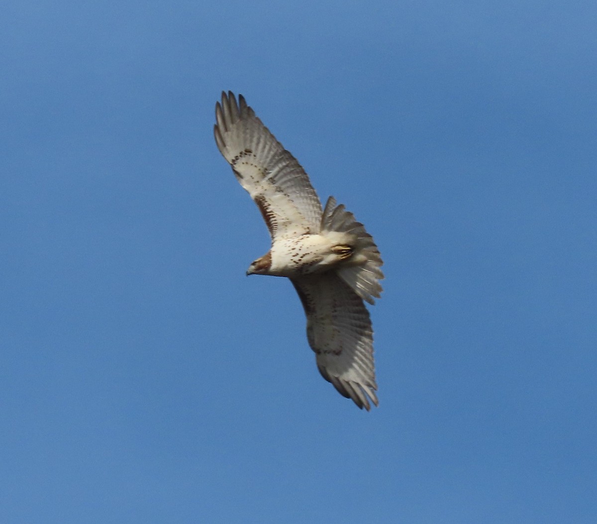 Red-tailed Hawk - ML282067581