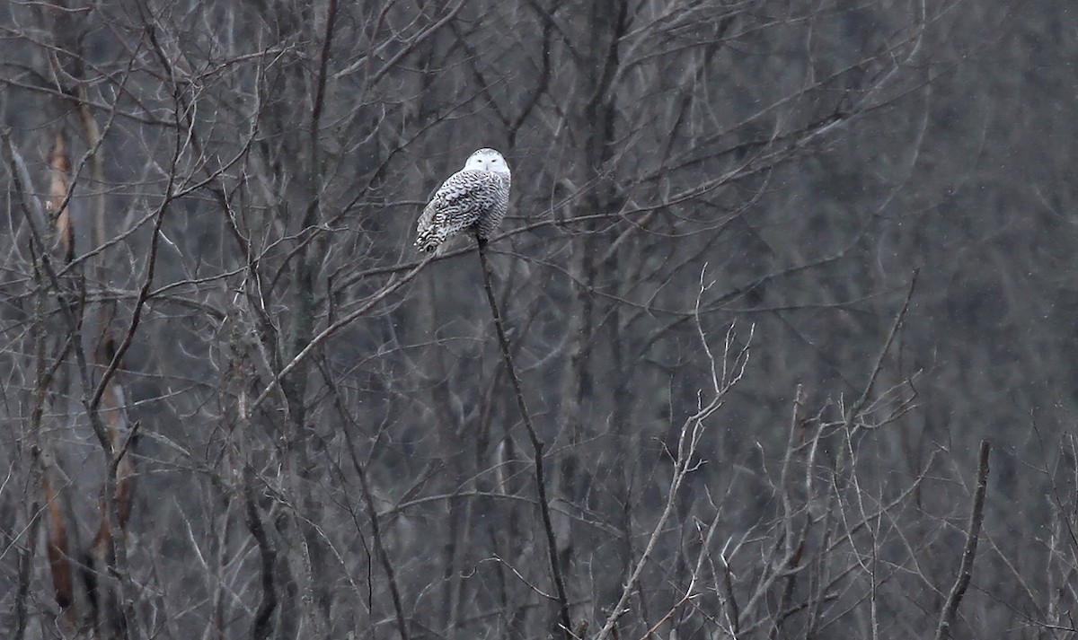 Snowy Owl - ML282068721