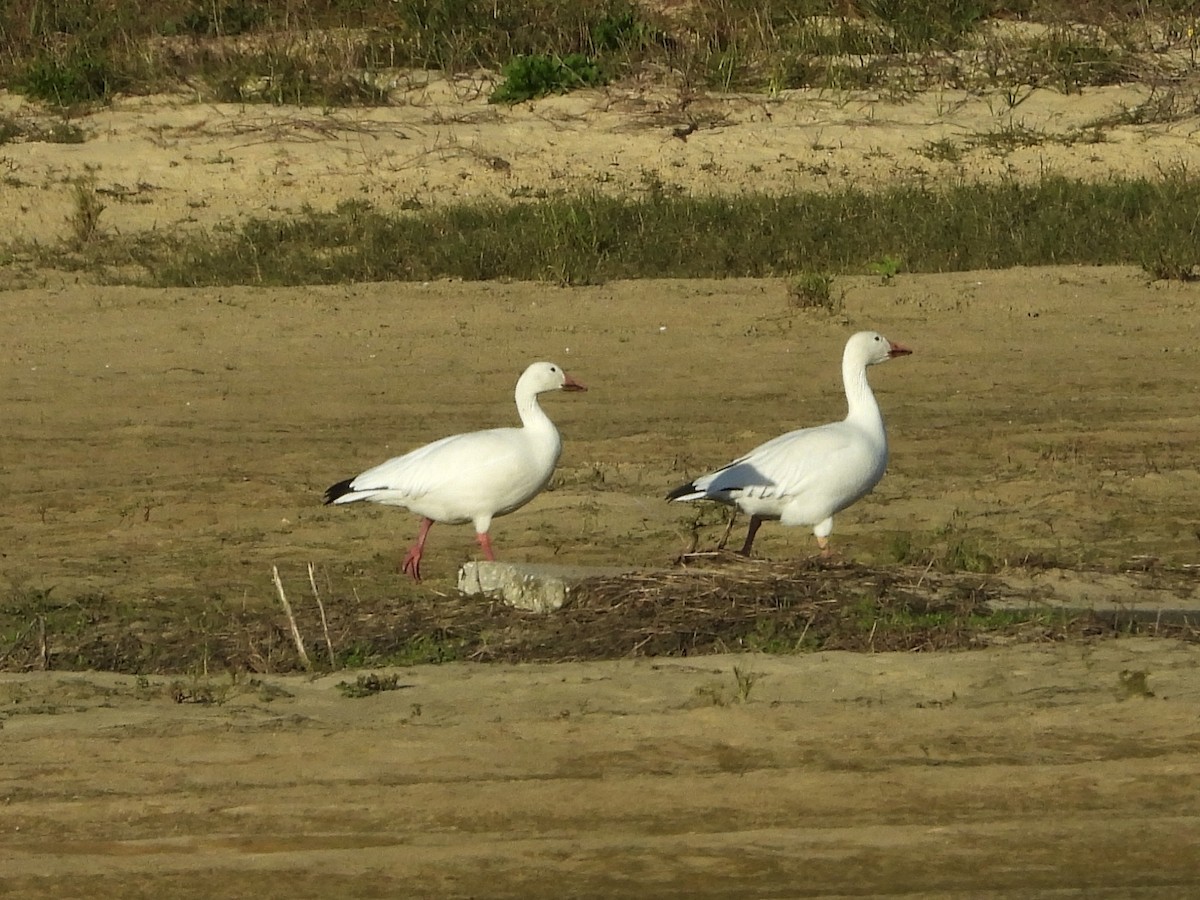 Snow Goose - Malcolm Mark Swan