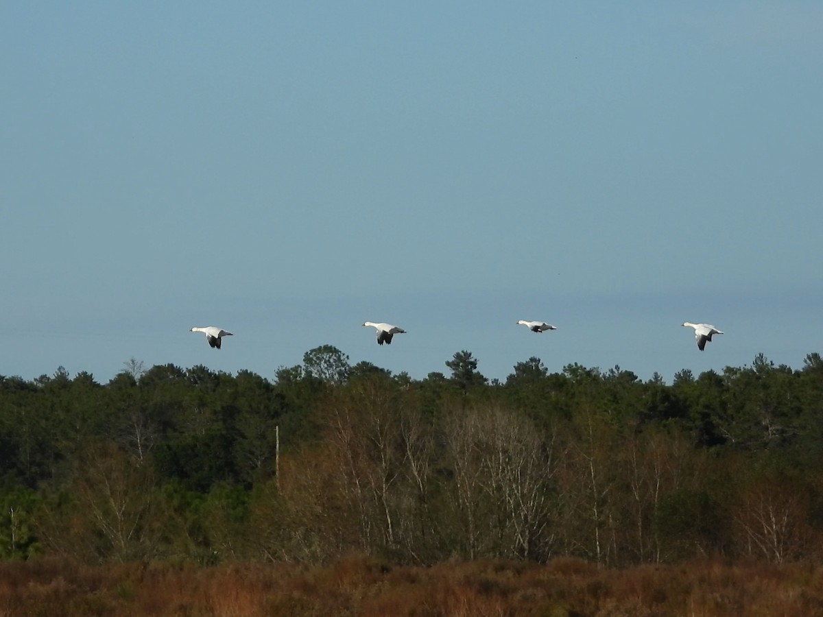 Snow Goose - Malcolm Mark Swan