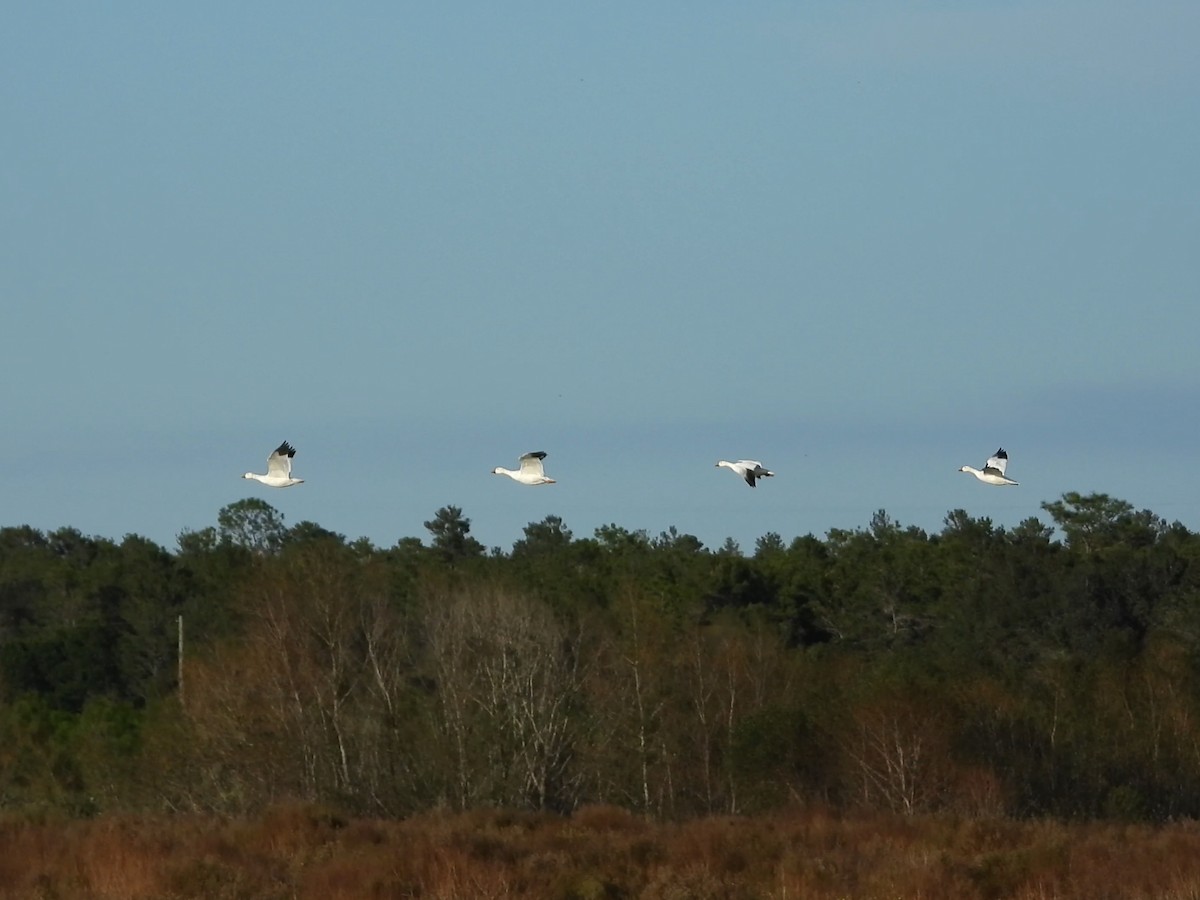 Snow Goose - Malcolm Mark Swan