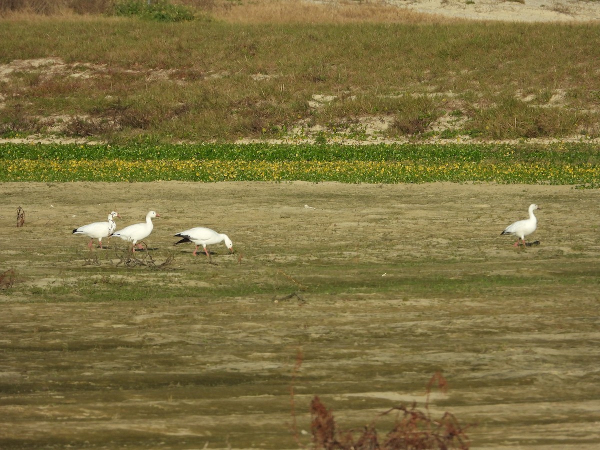 Snow Goose - Malcolm Mark Swan