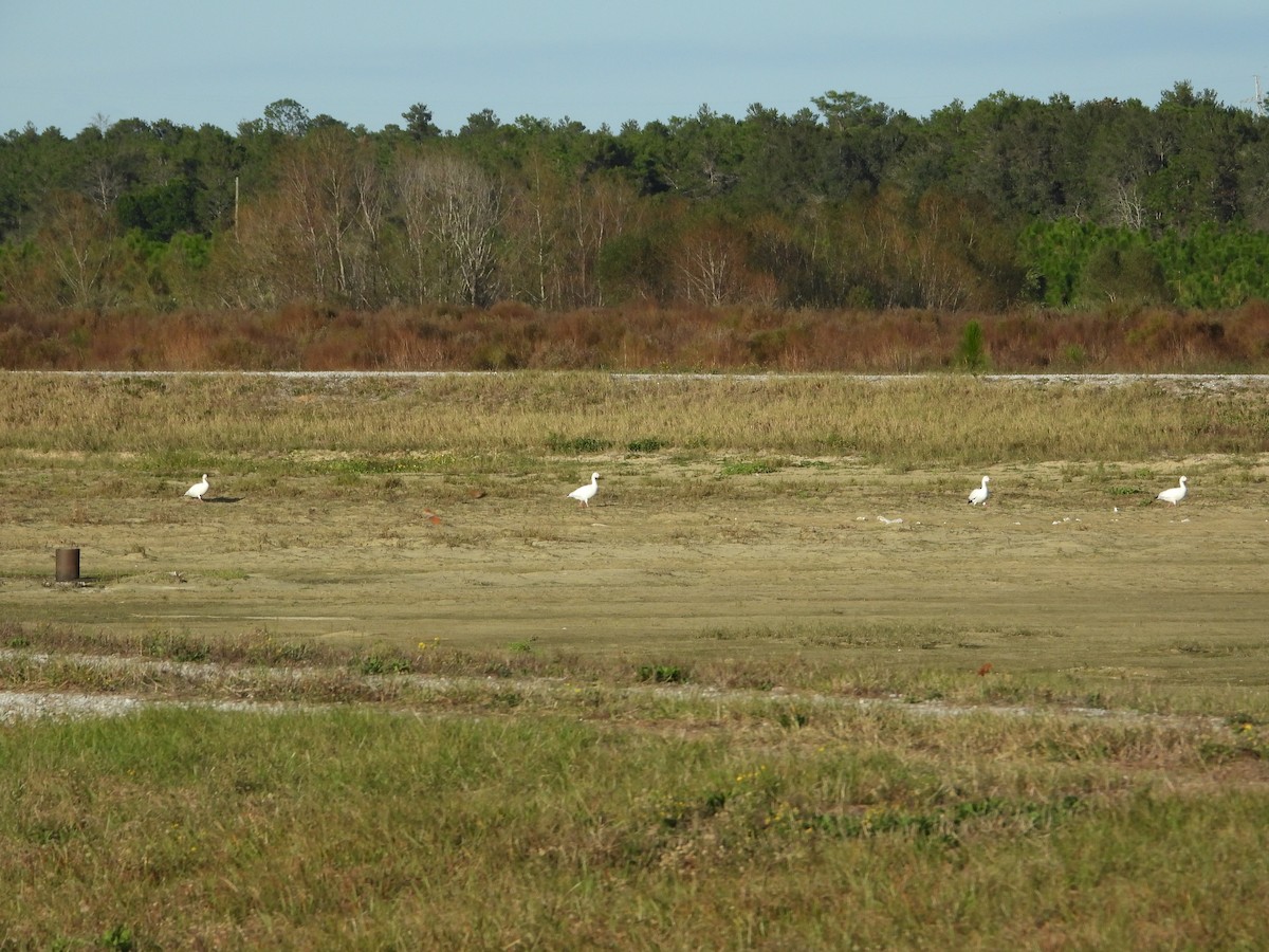 Snow Goose - Malcolm Mark Swan