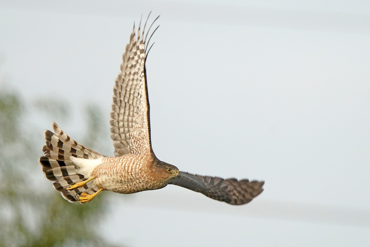 Cooper's Hawk - ML282069881