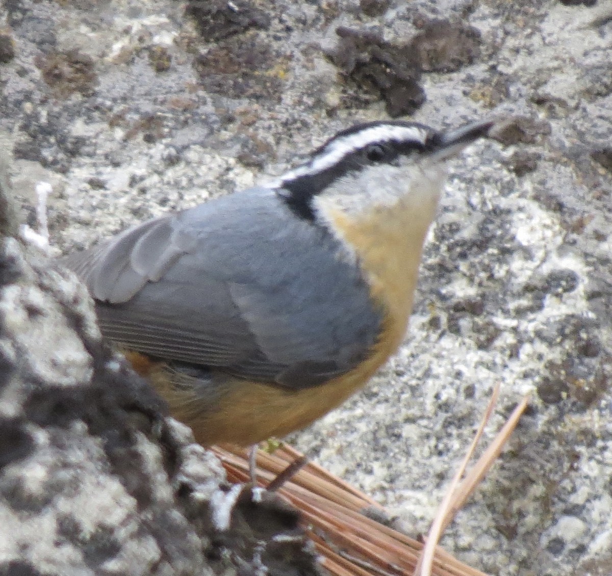 Red-breasted Nuthatch - Denise Hughes