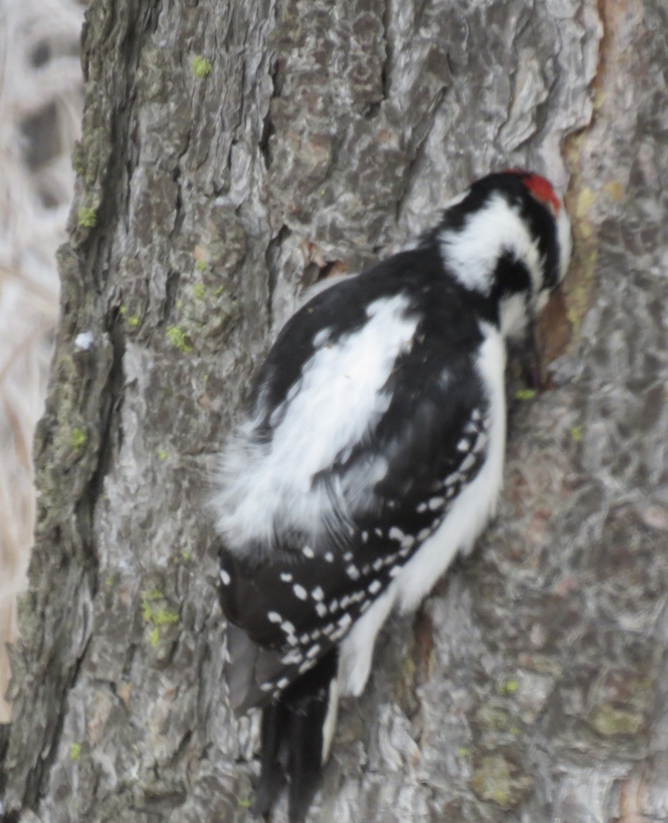 Downy Woodpecker - ML282070361