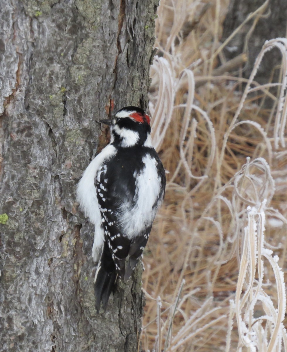 Downy Woodpecker - ML282070371