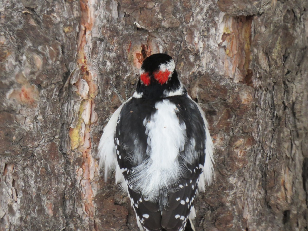 Downy Woodpecker - ML282070381