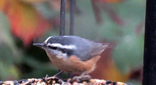 Red-breasted Nuthatch - ML282071711