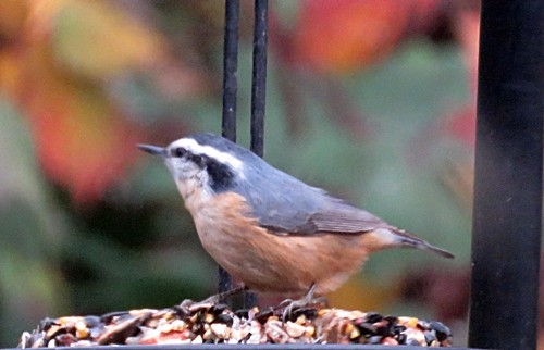 Red-breasted Nuthatch - ML282071721