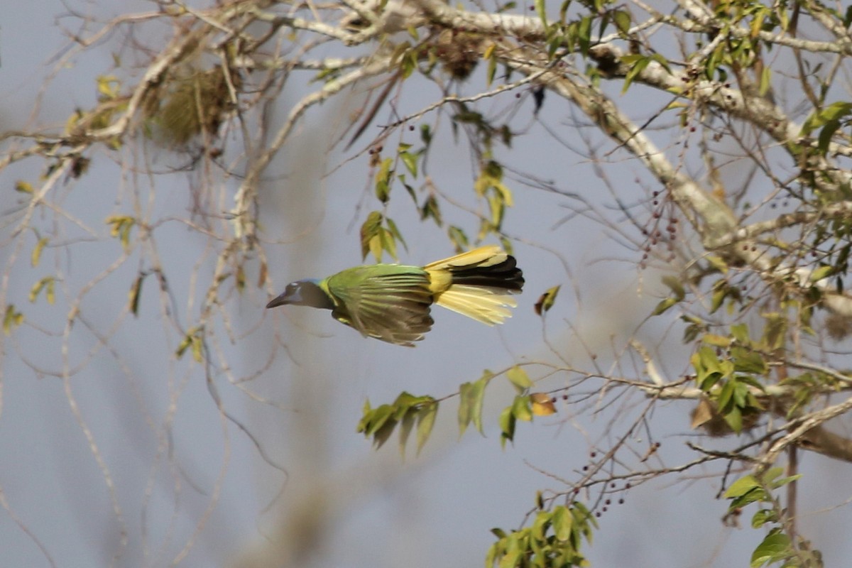 Green Jay - Greg Page