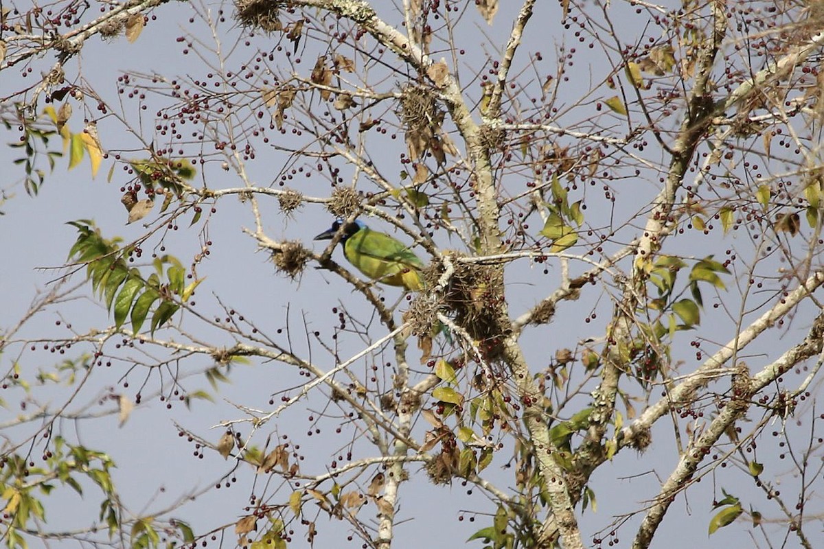 Green Jay - ML282071851