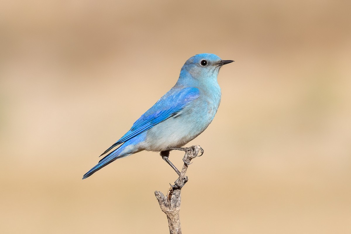 Mountain Bluebird - Jeff Bray