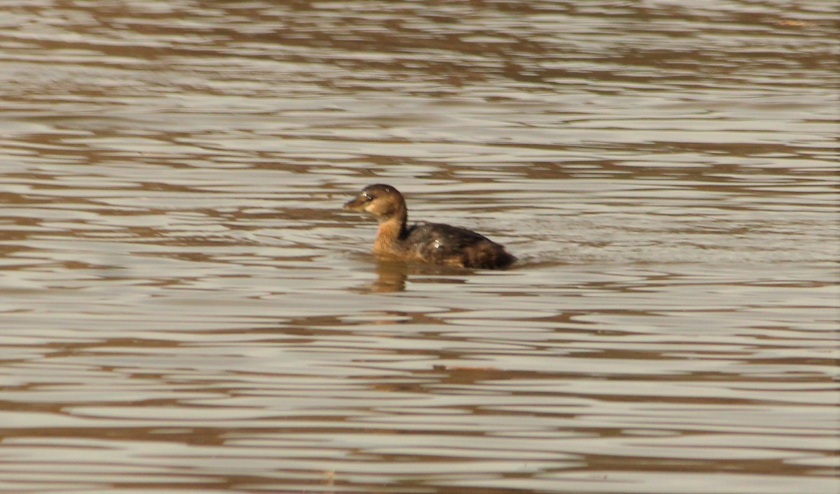 Pied-billed Grebe - ML282072651