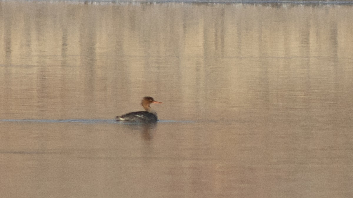 Red-breasted Merganser - Eric Hynes