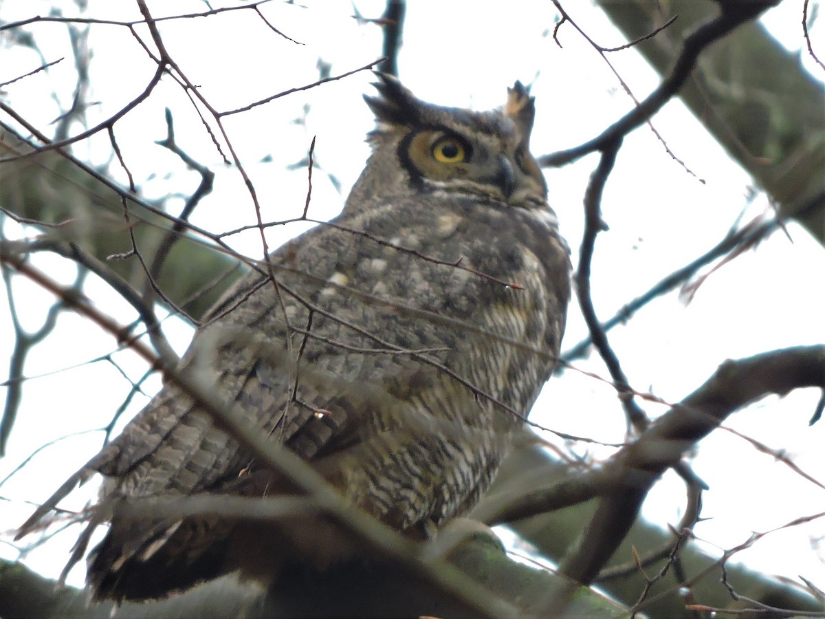 Great Horned Owl - Michael Clay