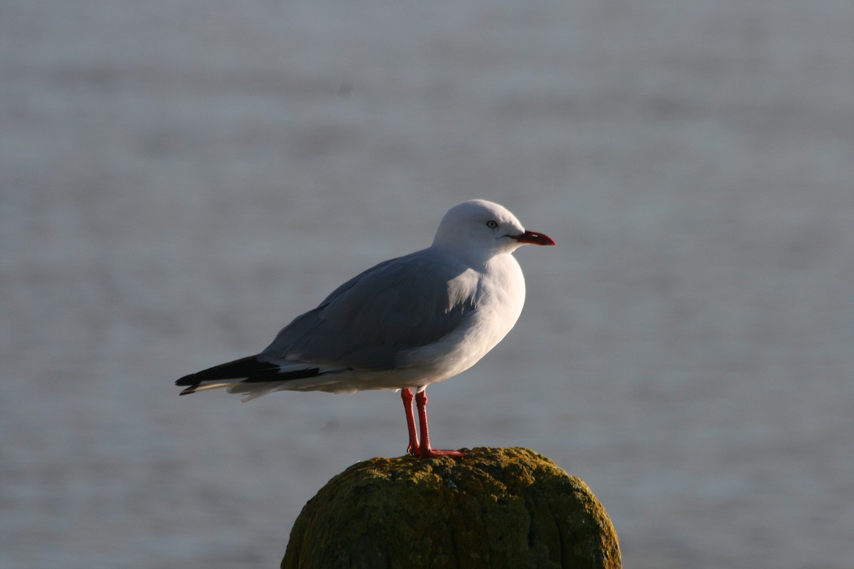 Silver Gull (Red-billed) - ML282075351
