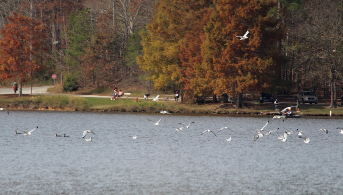 Ring-billed Gull - ML282075471