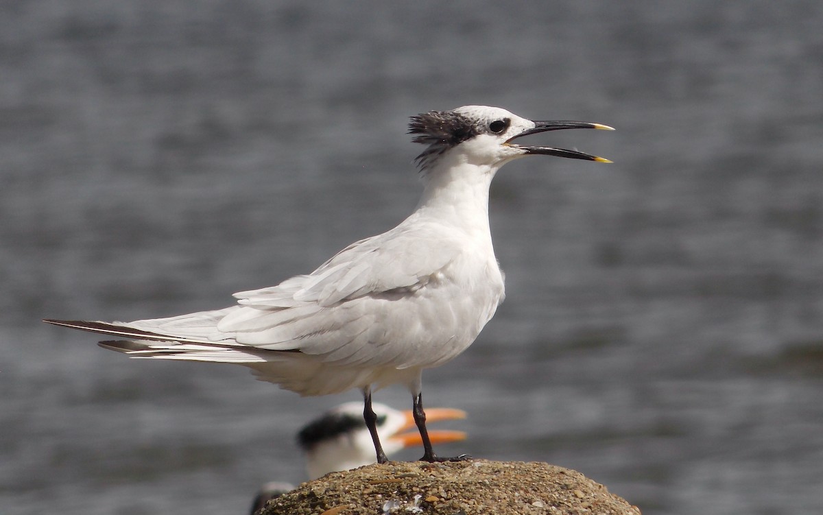 Sandwich Tern - ML282077731