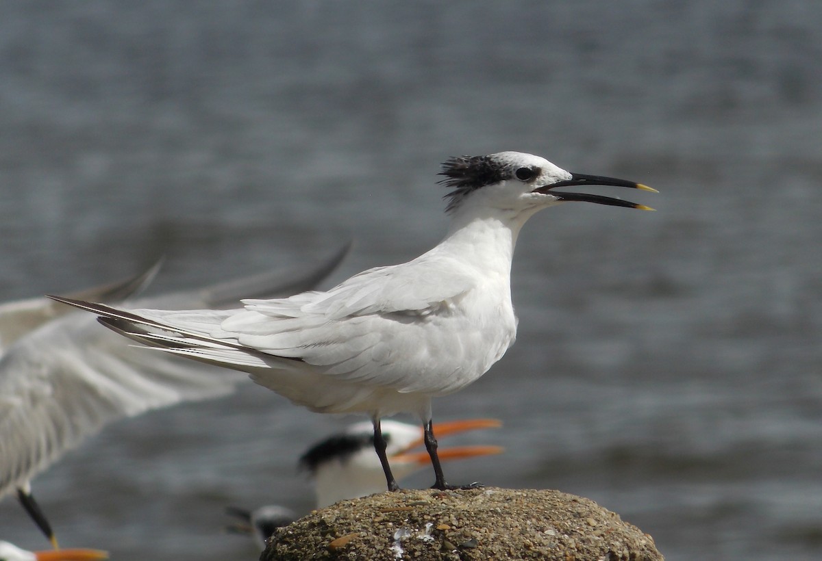 Sandwich Tern - ML282077741