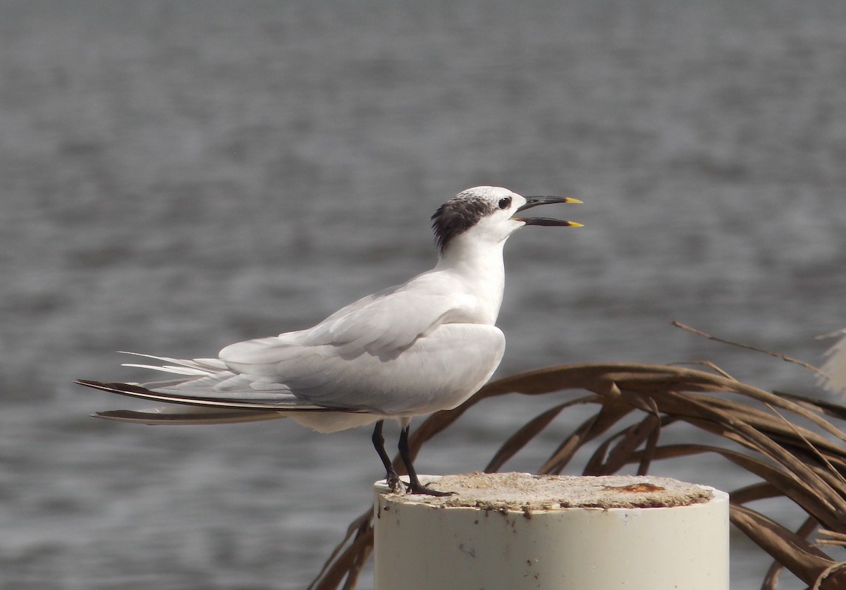 Sandwich Tern - ML282077791