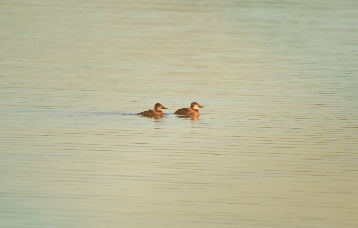 Ruddy Duck - ML282078531