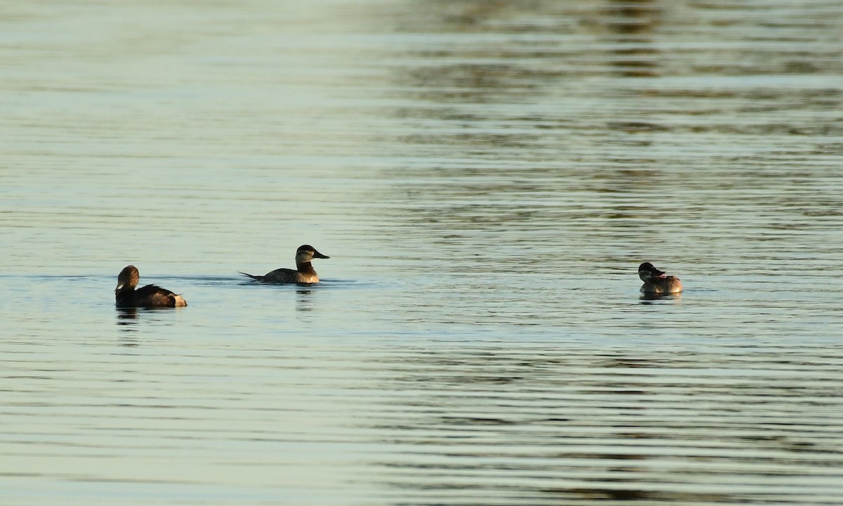 Ruddy Duck - ML282078541