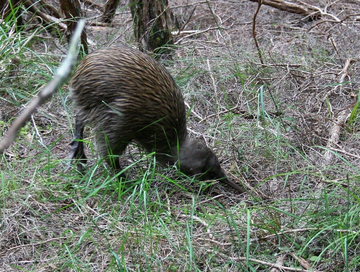 Southern Brown Kiwi - ML282078981