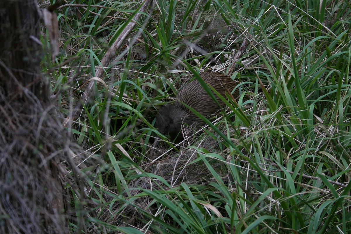 Southern Brown Kiwi - ML282079021