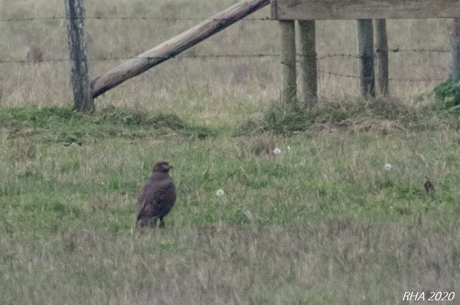 Ferruginous Hawk - ML282079841